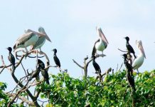 Vườn chim Bạc Liêu xuất hiện nhiều loại quý hiếm