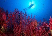 Nước biển nóng bí ẩn khiến san hô trắng trên toàn cầu Nước biển nóng bí ẩn khiến san hô trắng trên toàn cầu