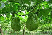 Kỹ thuật trồng su su cho nhiều ngọn, sai quả