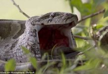 Trăn đá khổng lồ nuốt chửng linh dương Trăn đá khổng lồ nuốt chửng linh dương