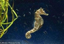 Cá ngựa lùn đớp mồi 1/1000 giây