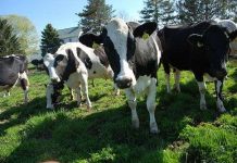 Lão nông dân biến phế phẩm thành hàng xuất khẩu