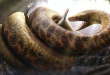 8 "quái vật" chúng ta nên cảm tạ trời đất vì chúng đã biến mất