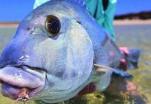 Loài cá chuyên cưỡng hôn đối thủ