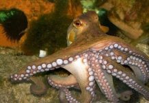 Khám phá bí mật về bạch tuộc - Loài "quái vật" biển cả