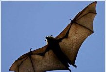 Loài Dơi lớn nhất thế giới chỉ còn sống được 6 năm Loài Dơi lớn nhất thế giới chỉ còn sống được 6 năm
