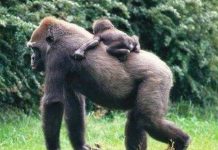 Nhiều khả năng khỉ đột lây sốt rét sang người