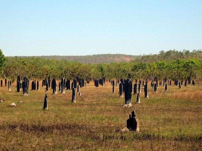 Nghĩa địa mối khổng lồ ở Australia