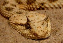 Những loài rắn độc ở Việt Nam