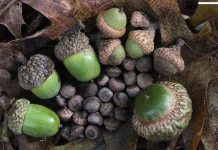 Khám phá bùa may mắn ở các nước trên thế giới