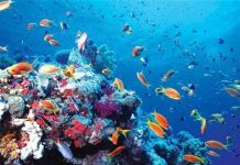 Nhiệt độ Trái đất tăng lên khiến hệ sinh thái biển biến đổi mạnh mẽ Nhiệt độ Trái đất tăng lên khiến hệ sinh thái biển biến đổi mạnh mẽ