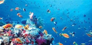 Nhiệt độ Trái đất tăng lên khiến hệ sinh thái biển biến đổi mạnh mẽ