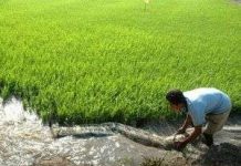 Chống xâm mặn hiệu quả bằng biện pháp thủ công