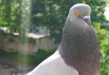 Chim bồ câu và khỉ đầu chó có trí nhớ cực tốt