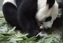 Gấu trúc quý hiếm sinh con trong vườn thú ở Đài Loan