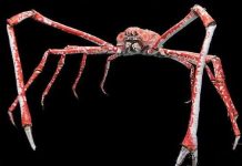 Bí ẩn loài cua dài bằng xe hơi ở Thái Bình Dương Bí ẩn loài cua dài bằng xe hơi ở Thái Bình Dương