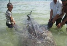Bắt được cá voi nhám tại Huế