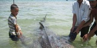 Bắt được cá voi nhám tại Huế