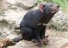 Mạng lưới xã hội – yếu tố khiến Tasmanian devil đứng trước nguy cơ tuyệt chủng
