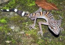 Phát hiện 163 loài mới tại khu vực sông Mekong Phát hiện 163 loài mới tại khu vực sông Mekong