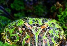 Anh em nhà ếch trở thành sinh vật cảnh Anh em nhà ếch trở thành sinh vật cảnh