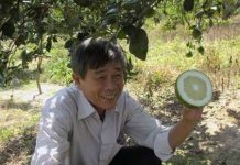 Chiếu xạ tạo giống bưởi không hạt