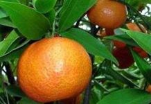 Giải mã thành công bộ gen các loại cây họ cam, quýt Giải mã thành công bộ gen các loại cây họ cam, quýt