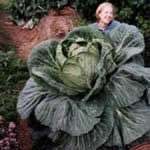 Cây bắp cải cao gần bằng đầu người