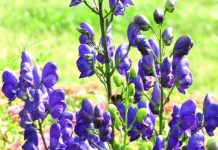 Chiêm ngưỡng loài hoa “nữ hoàng độc dược” của Việt Nam