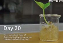 Vật liệu nhựa siêu bền, tự hủy được tạo ra từ vỏ tôm và tơ tằm Vật liệu nhựa siêu bền, tự hủy được tạo ra từ vỏ tôm và tơ tằm