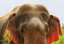 Phát hiện sốc: Voi tai đỏ cực hiếm