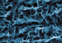 Đã kiểm soát được việc co cuộn của bó cơ nhân tạo dưới hình thức graphene