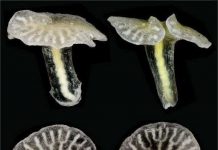 Phát hiện sinh vật lạ hình nấm ngoài khơi Australia Phát hiện sinh vật lạ hình nấm ngoài khơi Australia