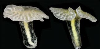 Phát hiện sinh vật lạ hình nấm ngoài khơi Australia