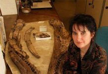 Điều gì khiến "quái vật hồ Loch Ness" chết?