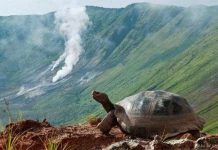 Khám phá những điều chưa biết về loài rùa cạn lớn nhất thế giới