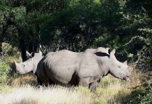 Thảm sát tê giác tại Nam Phi