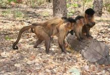 Khỉ ưu ái kẻ bắt chước mình