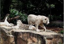 Hàng nghìn hổ mất mạng trong 10 năm