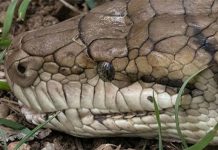 Trăn dài 4,6 mét bị tóm sống khi lẻn vào chuồng gà