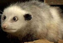 Con thú mắt lác mê hoặc dân Đức Con thú mắt lác mê hoặc dân Đức