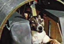 Những "nhà du hành vũ trụ 4 chân"