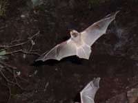 Khi các chàng Dơi Đực "khóc" để dụ dỗ các nàng Dơi Cái