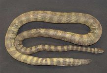 Phát hiện loài rắn biển cực độc mới