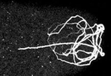 Nguồn gốc của giới tính.