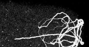 Nguồn gốc của giới tính.