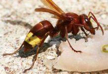 Ong bắp cày dùng năng lượng mặt trời