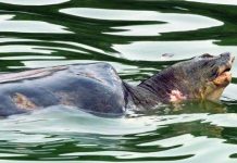 Tháng 3 sẽ thống nhất cách cứu cụ Rùa