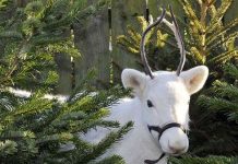 Tuần lộc lông trắng như tuyết hiếm thấy xuất hiện tại Anh