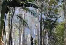 Rừng Amazon có nguy cơ biến thành hoang mạc Rừng Amazon có nguy cơ biến thành hoang mạc